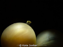 Walking on Mars
Tiny amphipod perches on top of a small ... by Kate Jonker 